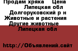 Продам хряка  › Цена ­ 20 000 - Липецкая обл., Долгоруковский р-н Животные и растения » Другие животные   . Липецкая обл.